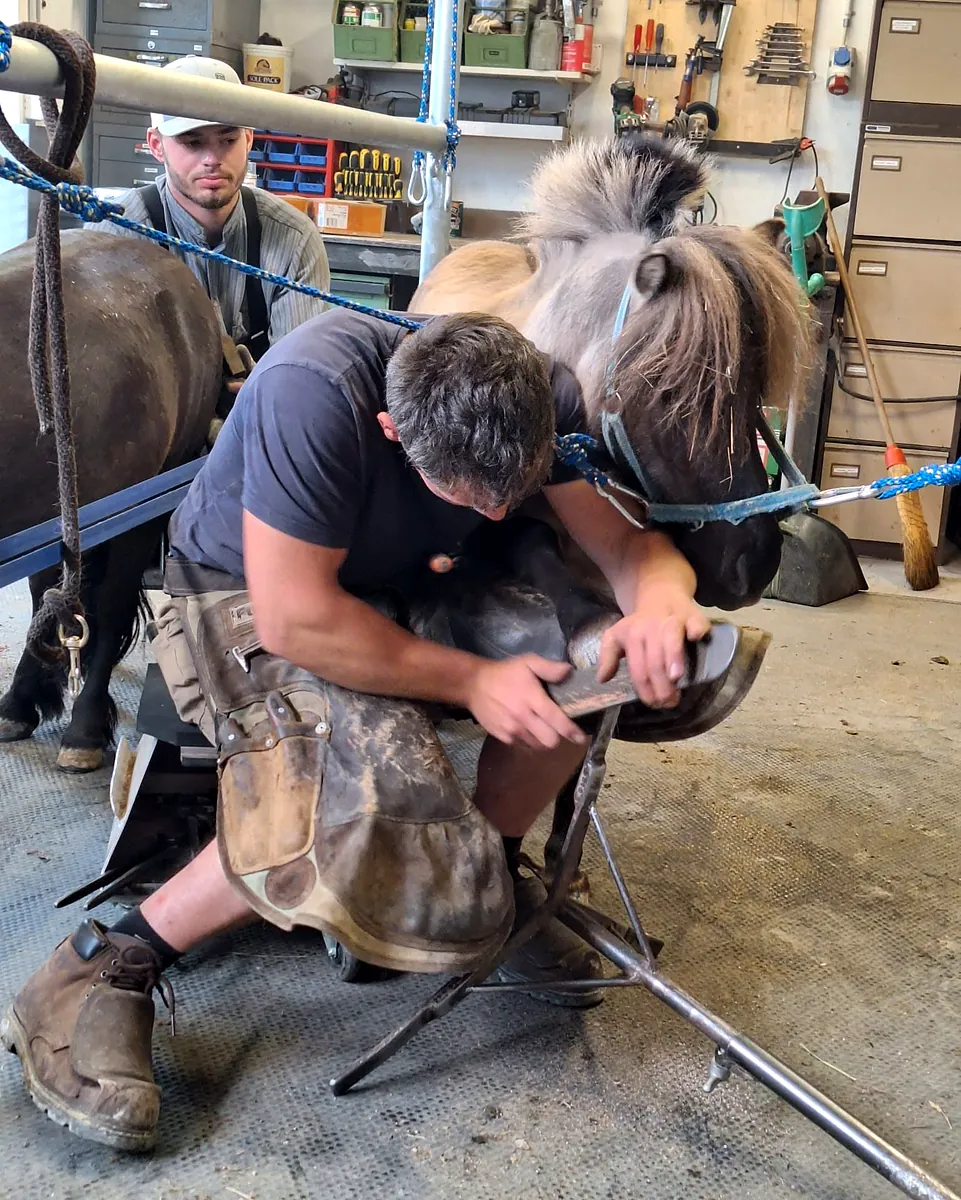 Jean-Pierre Cattin ferrant un poney à l'atelier